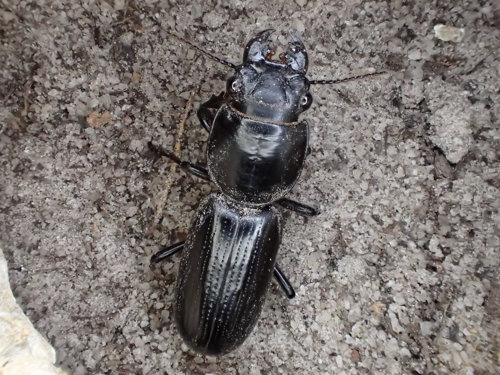 Epilectus