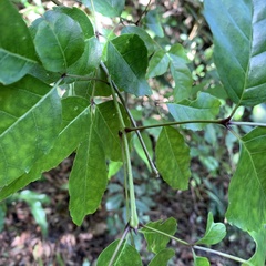 Fraxinus insularis