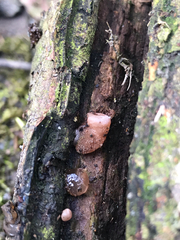 Auricularia auricula-judae