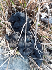 Canis lupus italicus