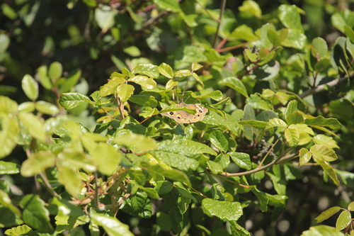 iNaturalist observation photo of Gray Buckeye