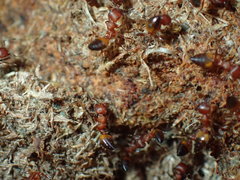 Crematogaster castanea castanea