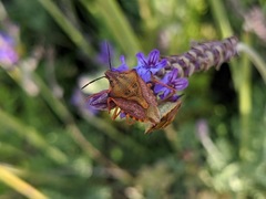 Carpocoris mediterraneus