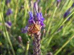 Carpocoris mediterraneus
