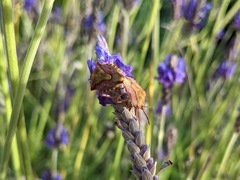 Carpocoris mediterraneus