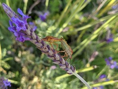 Carpocoris mediterraneus