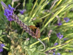 Carpocoris mediterraneus