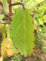 Kalanchoe pinnata