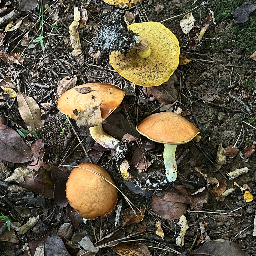 Suillus granulatus · April 2026 · photo: © cristianriquelme (iNaturalist, cc-by)