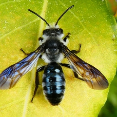 Andrena agilissima