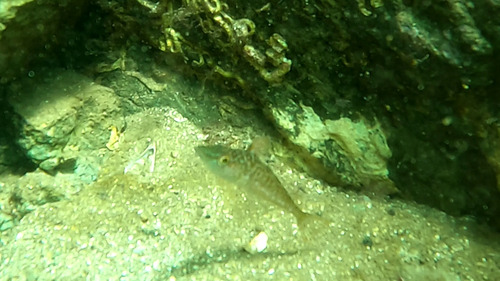 Slender sculpin (Vellitor centropomus) — Cottidae