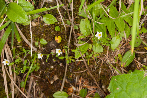 Fairy Flax (Linum catharticum)