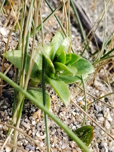 Honckenya (Honckenya peploides)