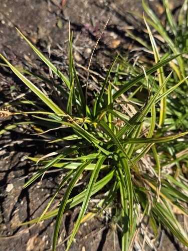 grassland sedge (Carex breviculmis)