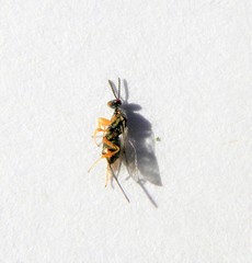 Torymus flavipes
