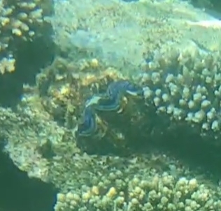 Tridacna maxima