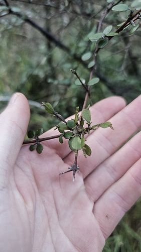 Dwarf mistletoe (Korthalsella lindsayi)