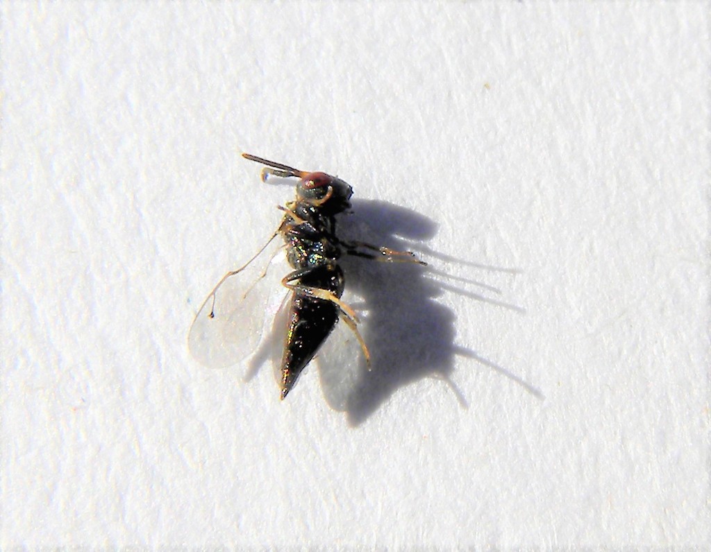 Mesopolobus sericeus