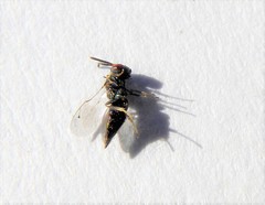 Mesopolobus sericeus