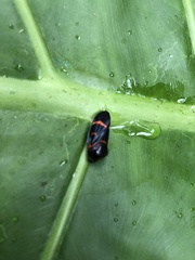 Okiscarta uchidae
