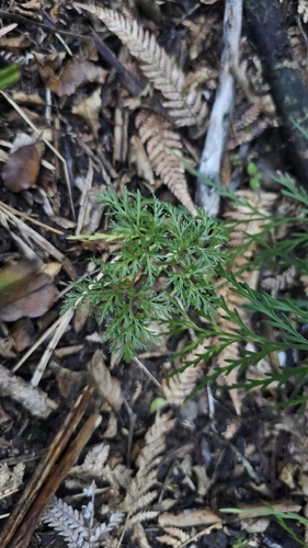 fineleaf parsley fern (Sceptridium biforme)