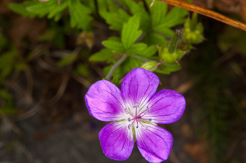 wood crane's-bill (Geranium sylvaticum)