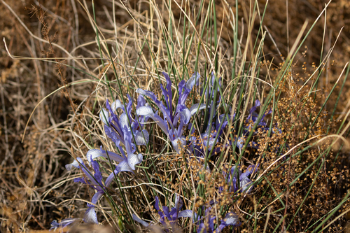 Iris tenuifolia, photograph 5