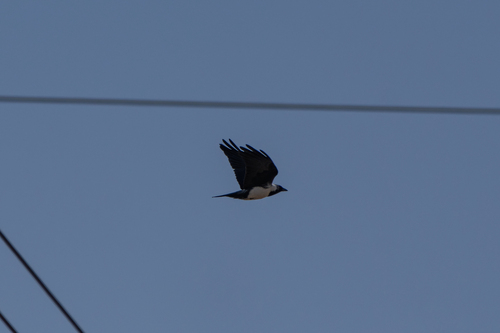 Daurian Jackdaw (Coloeus dauuricus), photo 3
