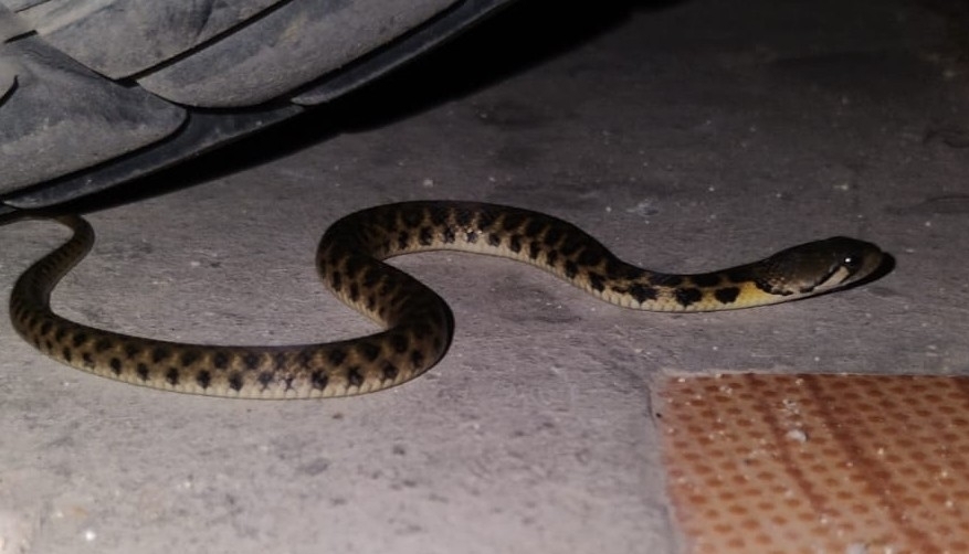 Andaman Keelback photo 8