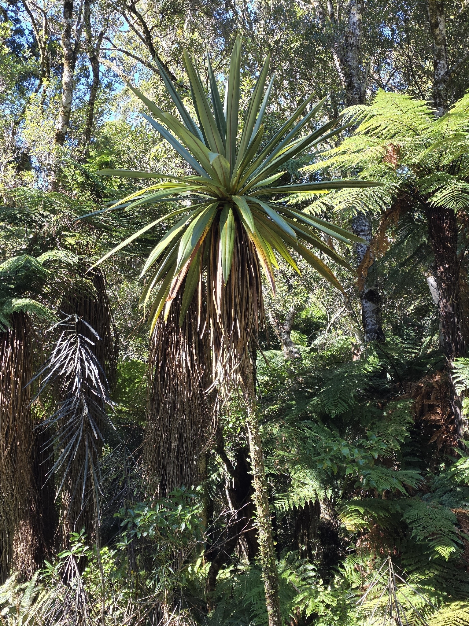 Cordyline Indivisa (Cordyline indivisa)