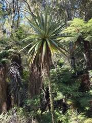 Cordyline indivisa (Cordyline indivisa)
