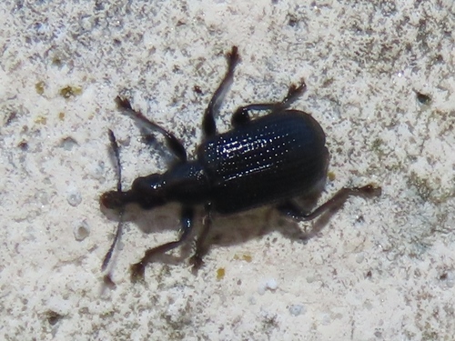 Birch Leaf-rolling Weevil, Voorschoten, Nederland, photo 9 of 10