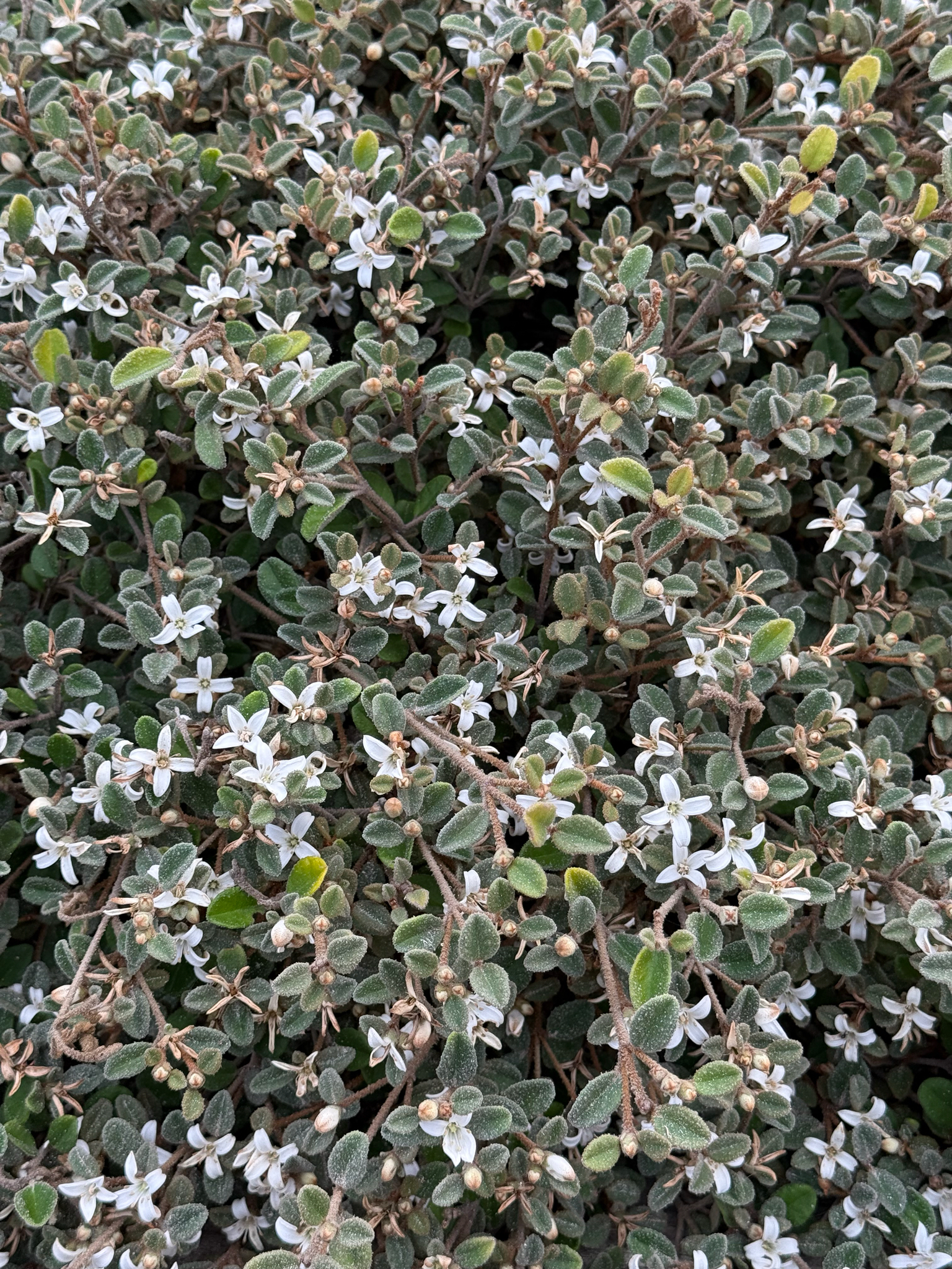 Botany Bay Teatree (Correa alba)