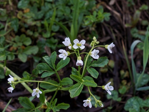 Cardamine amara (Cardamine amara)