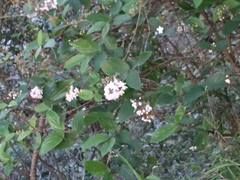 Deutzia cordatula