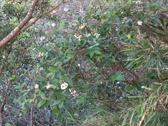 Deutzia cordatula