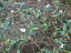 Deutzia cordatula