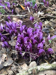 Lathraea clandestina