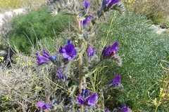 Echium
