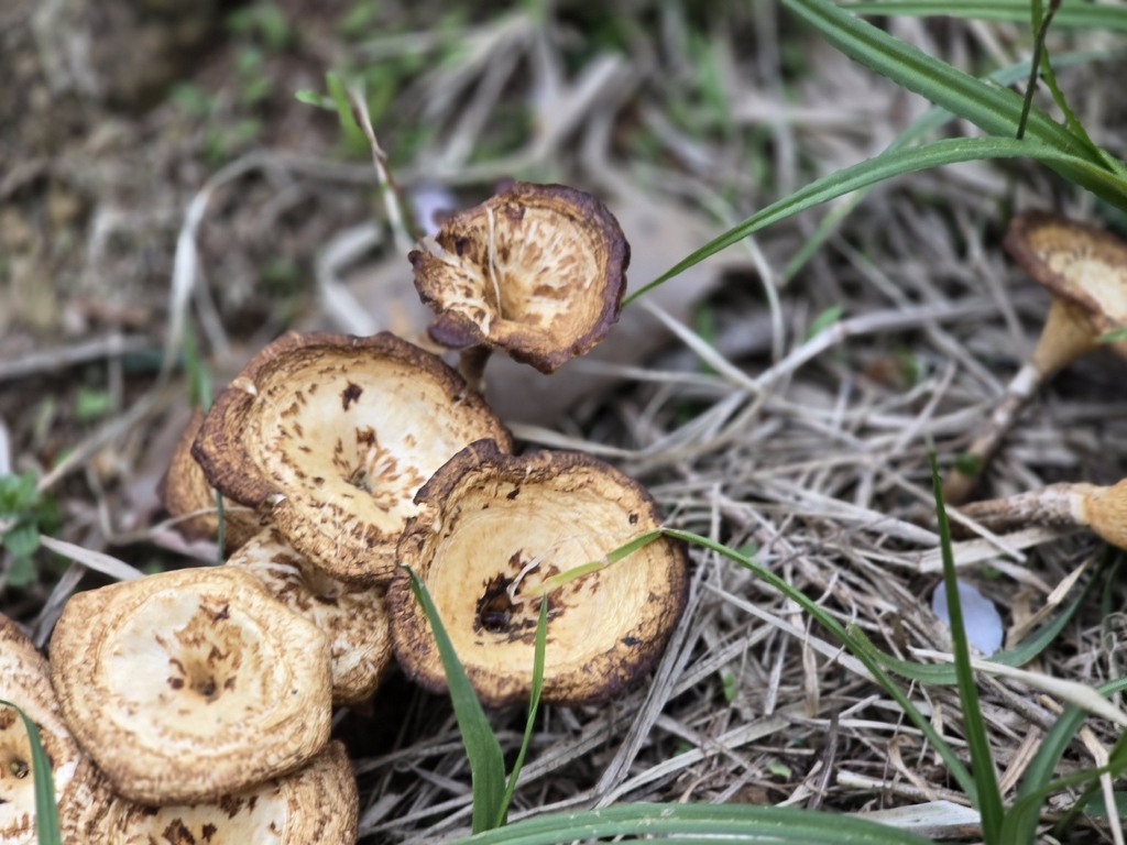 Lentinus arcularius · April 2026 · photo: © tbc_watanabe (iNaturalist, cc-by-sa)
