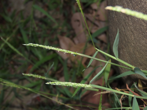 Henry's crabgrass (Digitaria henryi)