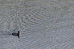 Fulica atra