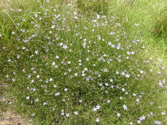 Wahlenbergia undulata