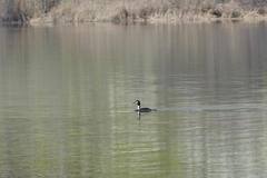 Podiceps cristatus
