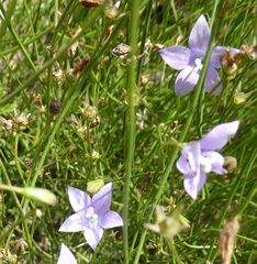Wahlenbergia undulata