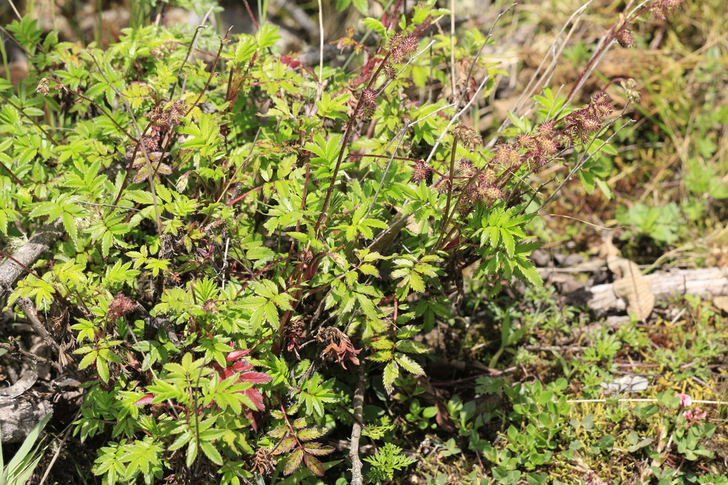 Acaena elongata; photograph author not stated, no rights reserved