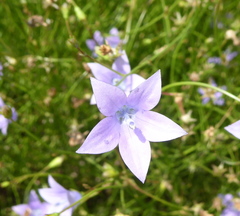 Wahlenbergia undulata