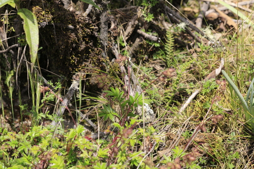 Acaena elongata, photograph 2