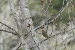 Erithacus rubecula