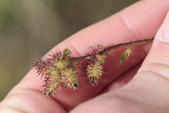 author not stated, no rights reserved Acaena elongata, photograph author not stated, no rights reserved